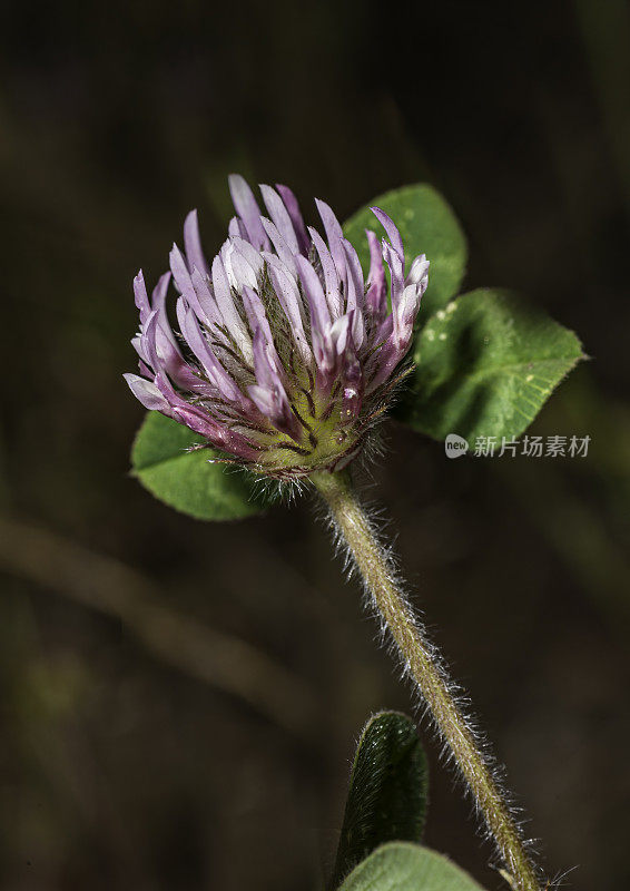 红三叶草(Trifolium pratense)，是一种三叶草，原产于欧洲、西亚和非洲西北部，但种植和引入许多其他地区。加州蒙特利县加兰德牧场公园